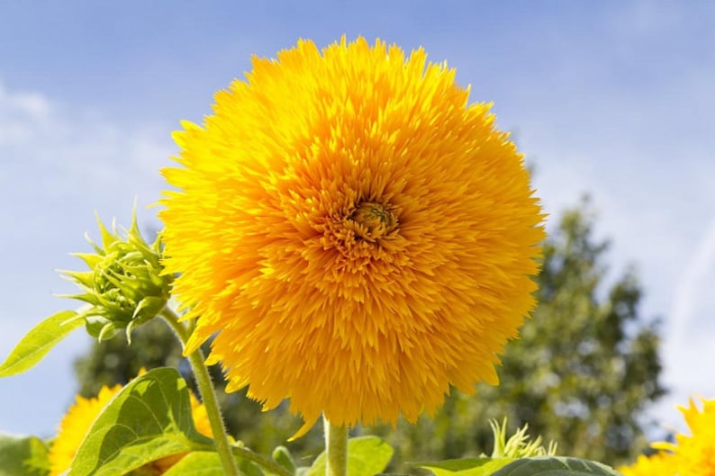Helianthus Annuus Teddy Bear Sunflower 2,000 Seeds 4H Etsy