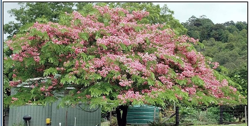 CASSIA nodosa Pink and White Shower Tree seeds 2 image 1