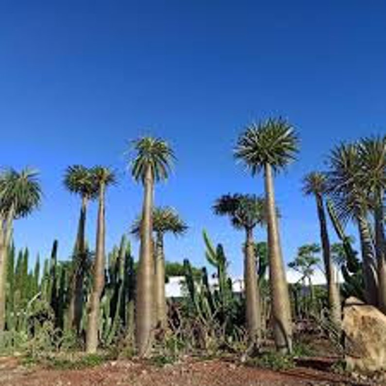 Pachypodium geayi 5 seeds caudex succulent RARE Caudex plants image 2