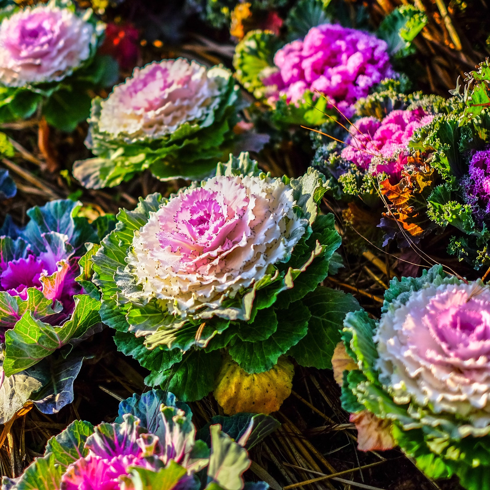 Kale С†РІРµС‚С‹ 24