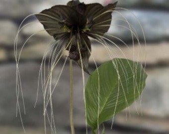 Tacca Chantrieri Black Bat Flower Black Orchid 40 - 100 Seeds A