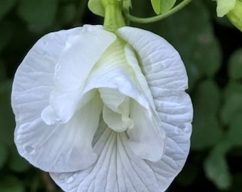 Clitoria ternatea white double petals  25, 50 seeds