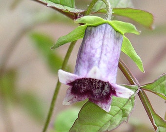 Codonopsis pilosula Dang-Shen 蔓蔘 500, 1000, 2000, 5000 seeds 만삼 1C