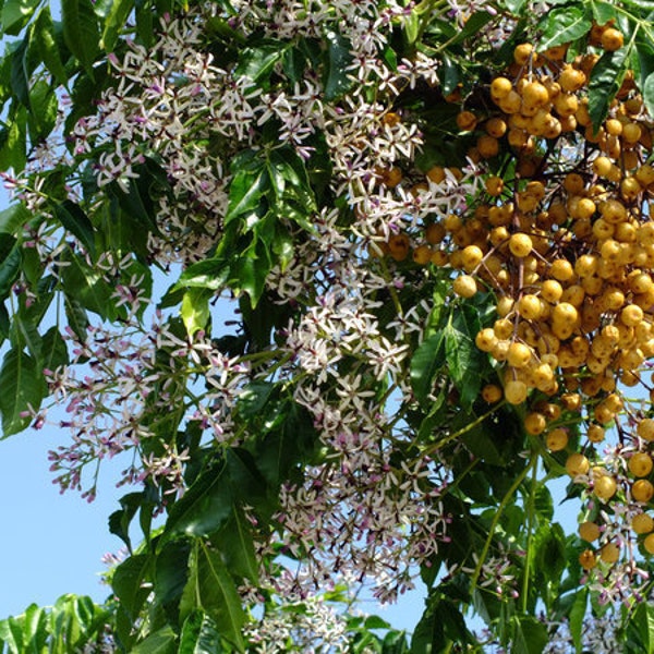 Melia Azedarach The Chinaberry, Persian lilac 50, 100, 200 seeds 3
