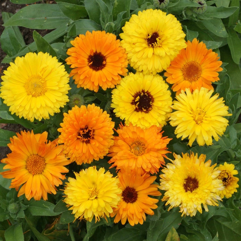 Calendula Tall Double Cut Flower Mix 2000 seeds Etsy