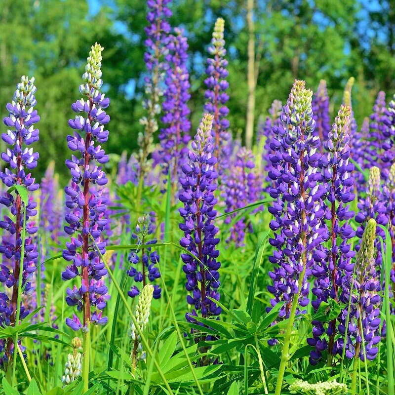 Lupinus Perennis Perennial Blue Lupine 500 Seeds Etsy