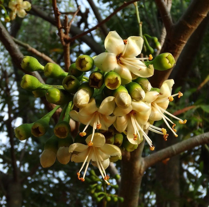 Ceiba pentandra kapok tree 50, 150, 500 seeds 2 image 7