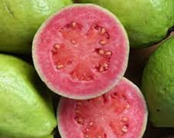 Psidium guajava pink guava 50 seeds 3