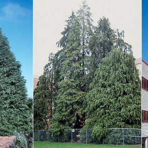 Chamaecyparis lawsoniana Port Orford Cedar Lawson cypress 500 seeds 1C image 2