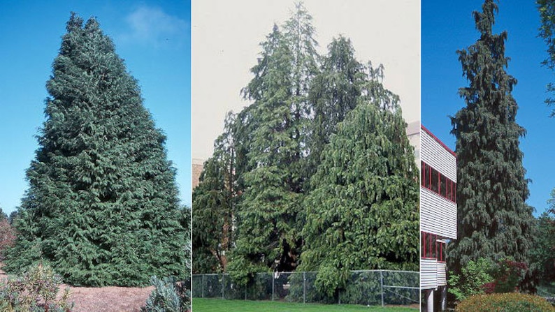 Chamaecyparis lawsoniana Port Orford Cedar Lawson cypress 500 seeds 1C image 2