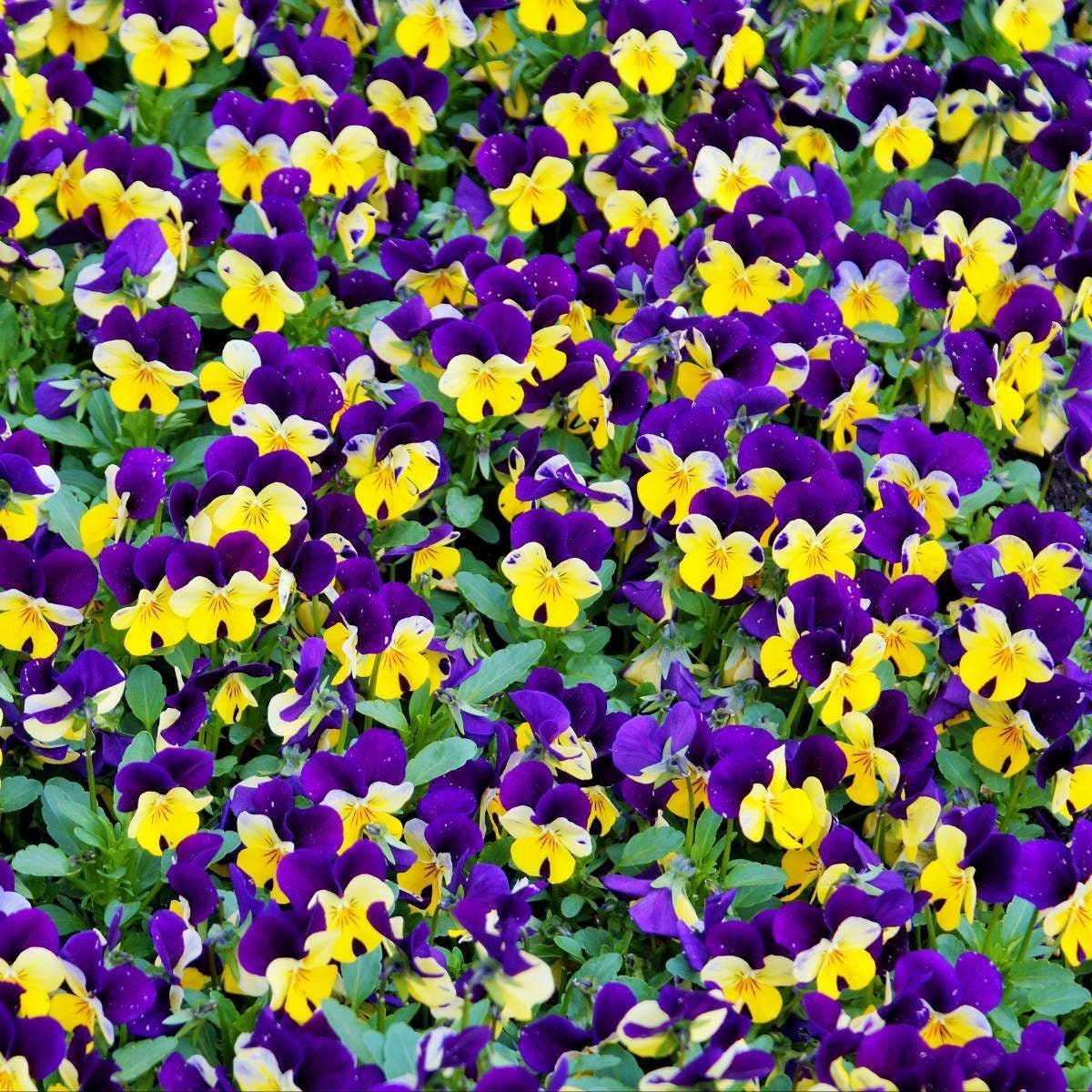 Viola cornuta Helen Mount Johnny Jump Up 500 Seeds Viola cornuta Helen Mount Johnny Jump Up 500 Seeds