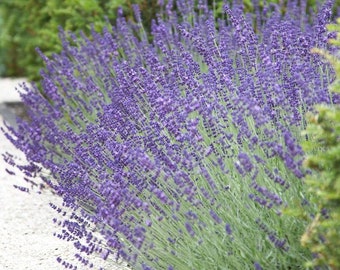 Lavandula angustifolia vera lavender 1,000 seeds 4L