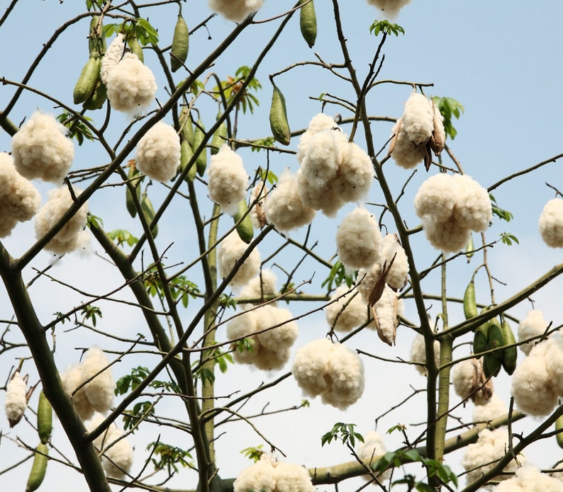 Ceiba pentandra kapok tree 50, 150, 500 seeds 2 image 2