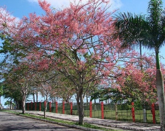 Cassia grandis Coral Shower Tree, Pink shower tree, Horse cassia, stinking-toe 100, 300, 1200 seeds 2