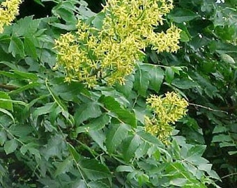 Koelreuteria paniculata Golden Rain Tree, Varnish Tree 40 seeds 1K
