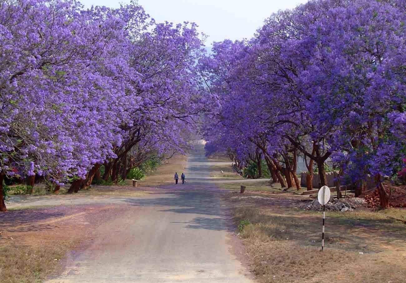 Jacaranda Mimositolia Tree 100 Seeds 3 Etsy