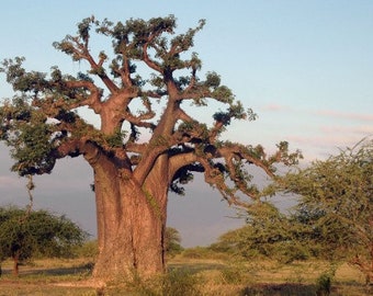 Adansonia digitata African Baobab 224 - 908 seeds