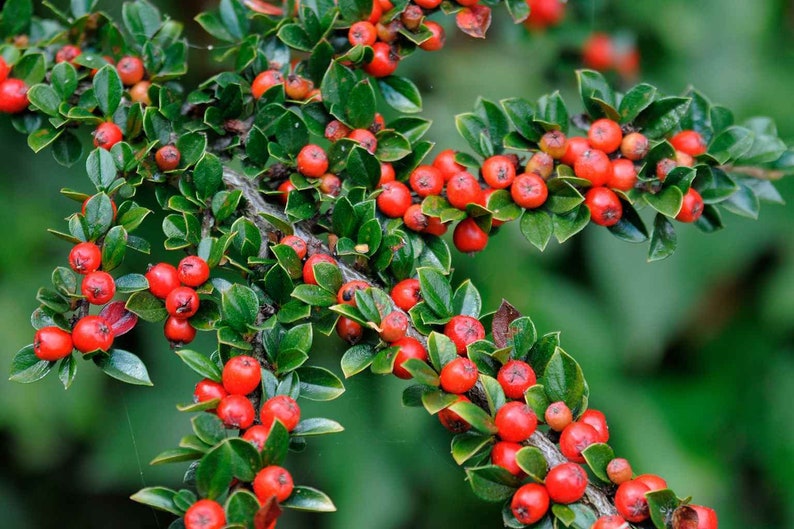 Cotoneaster horizontalis Rockspray Cotoneaster 200 1,000 seeds 1C image 1