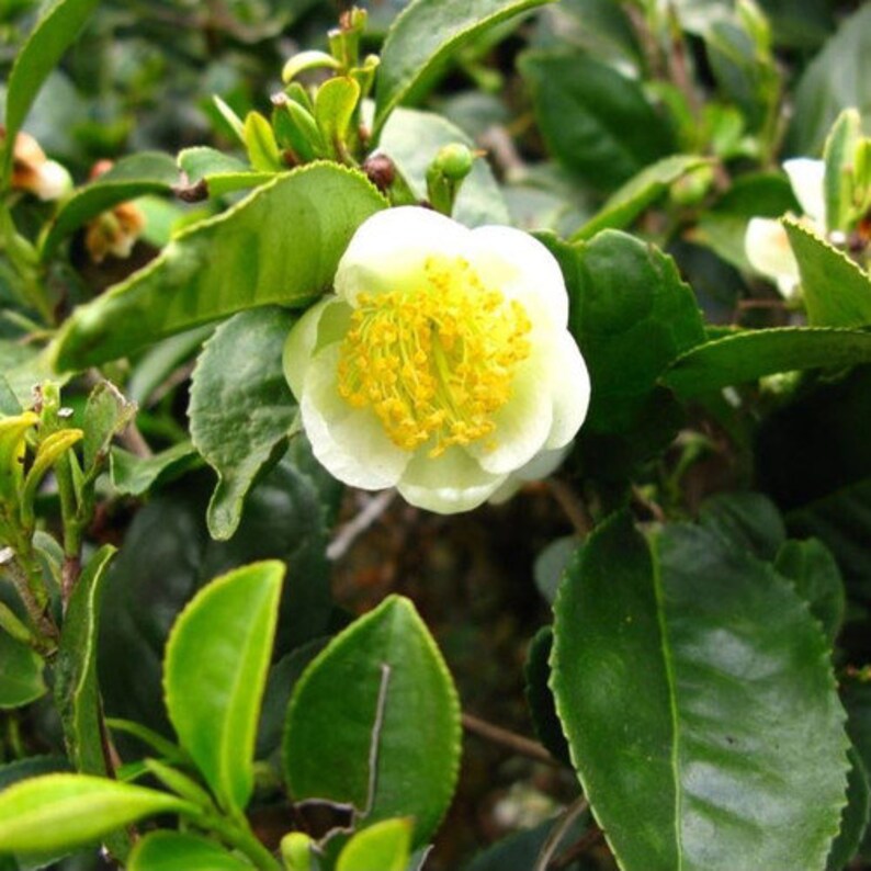 Camellia Sinensis the Tea Plant 10 Seeds Etsy