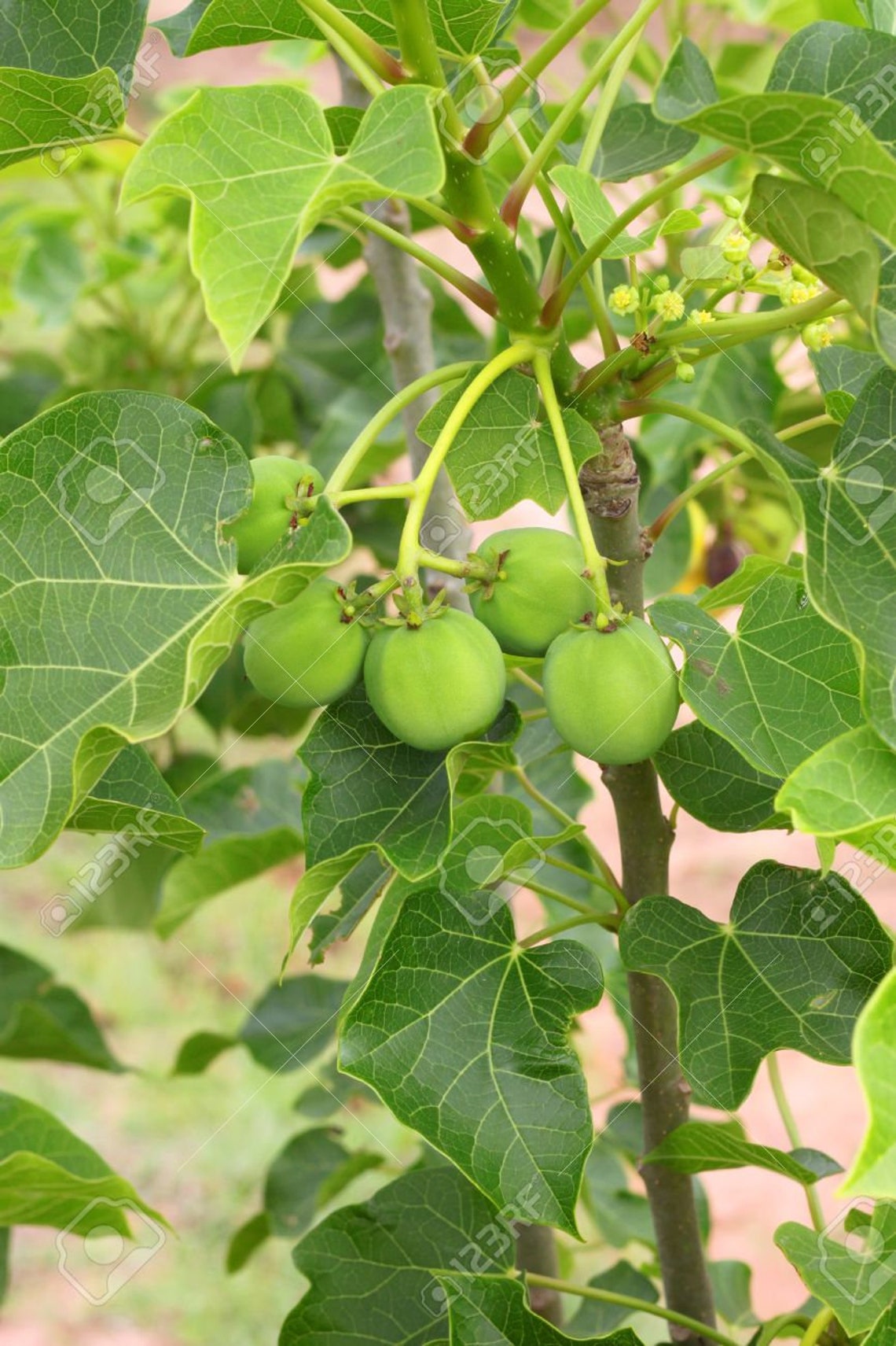 Jatropha curcas Barbados Nut 50 seeds Etsy