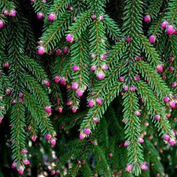 Picea wilsonii Wilson Spruce 5000 seeds 1P