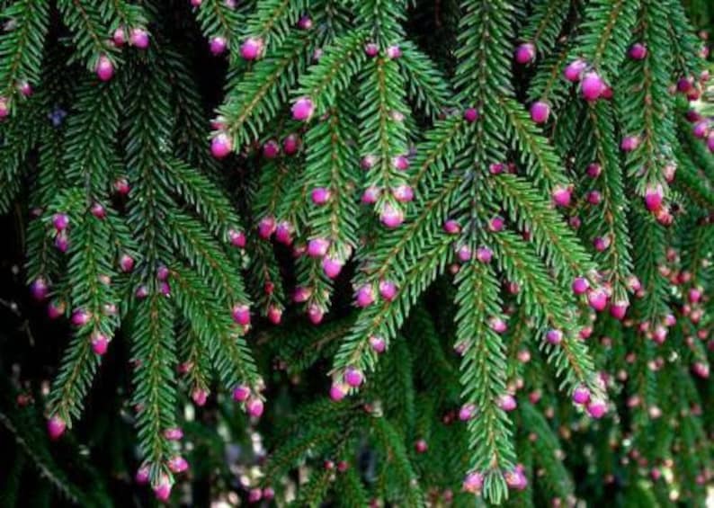 Picea wilsonii Wilson Spruce 5000 seeds 1P image 1