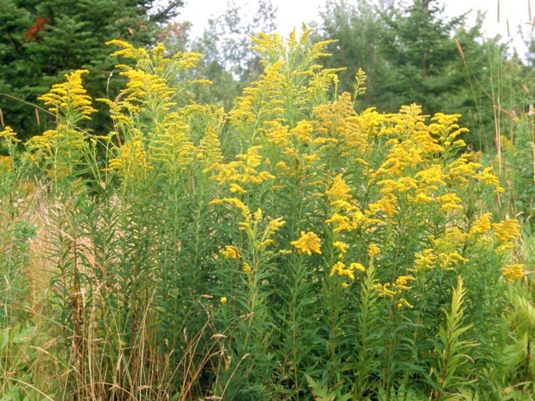 Solidago Canadensis Canadian Goldenrod 1,000 Seeds, Fluff Removed 1S Etsy