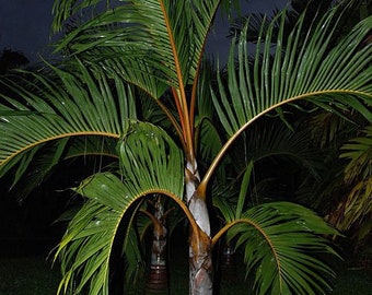 Bentinckia Condapanna 20 - 100 Seeds, Hill Areca Nut Rare Indian Palm tree