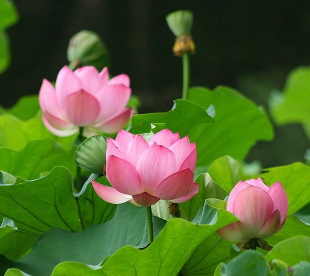 Nelumbo Nucifera Sacred Lotus, Indian Lotus 25 Seeds Etsy