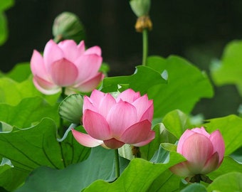 Lotus chawan Basu medium Size Water Plant Bare Root Tuber 