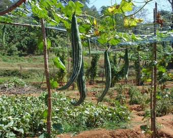 Trichosanthes cucumerina, the snake gourd 100 - 1,000 seeds