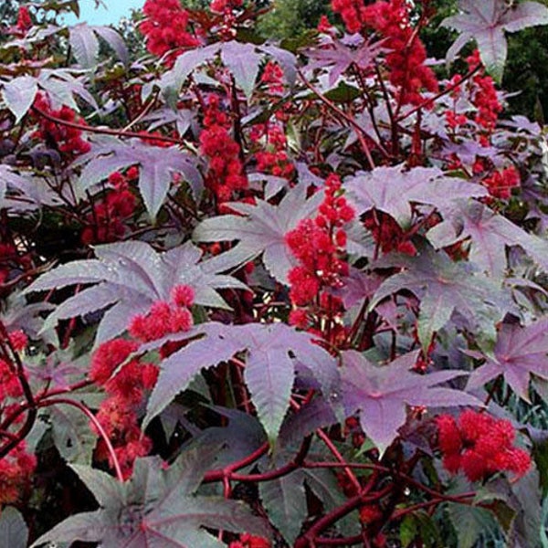 Ricinus communis Castor oil plant 50, 150 seeds 3