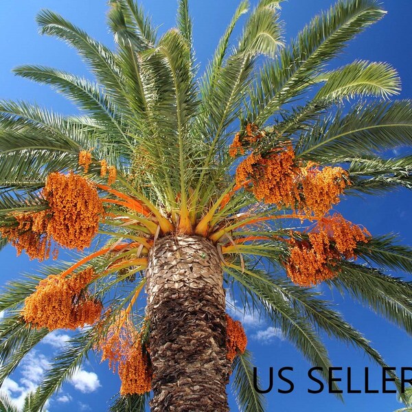 Palm Tree Seeds Etsy