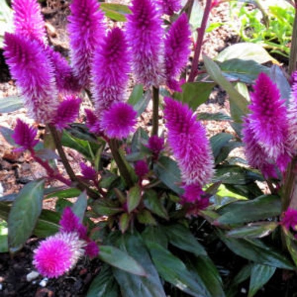 Celosia - Etsy