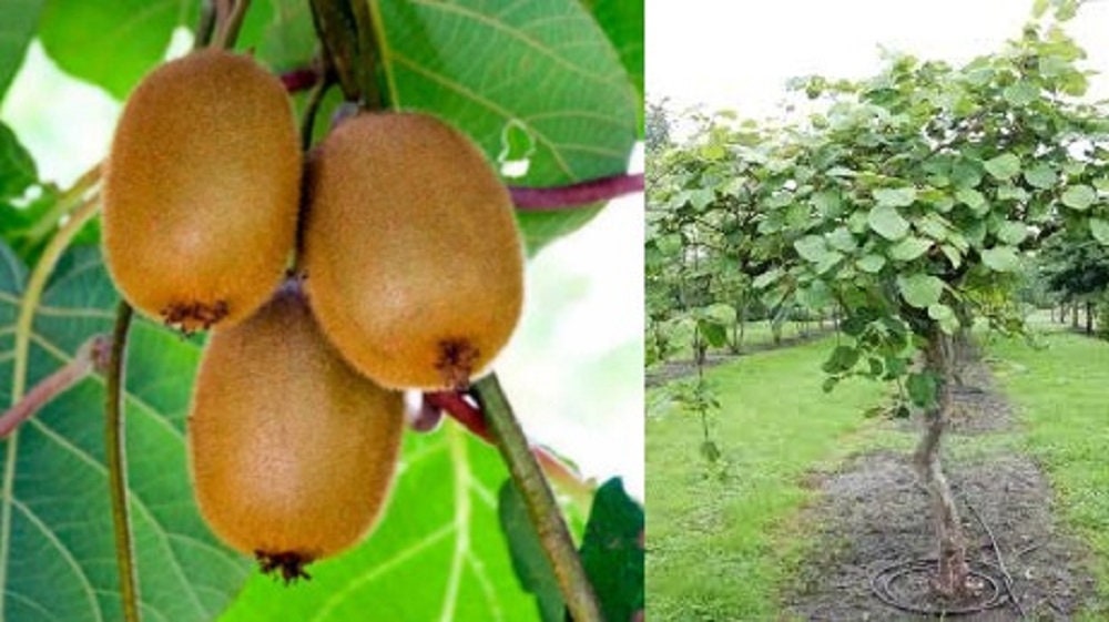Fuzzy Kiwi Plants For Sale Buying Growing Guide ubicaciondepersonas