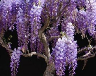 Bolusanthus speciosus Rhodesian Wisteria Tree 30 seeds 1B