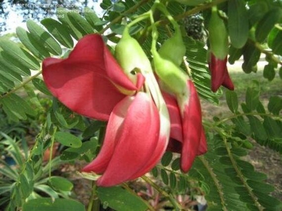 RARE RHODODENDRON ARBOREUM @@ exotic Medicinal herb tree flowering seed 10 SEEDS