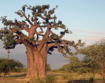 Adansonia digitata African Baobab 10 - 500 seeds