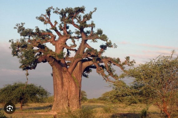 Adansonia digitata Baobab africano 10 500 semi - Etsy Italia