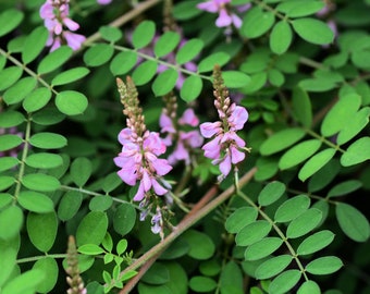 Indigofera tinctoria, True Indigo 150 - 1,000 seeds