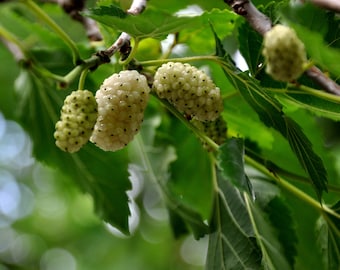 Morus alba White Mulberry 50 seeds A
