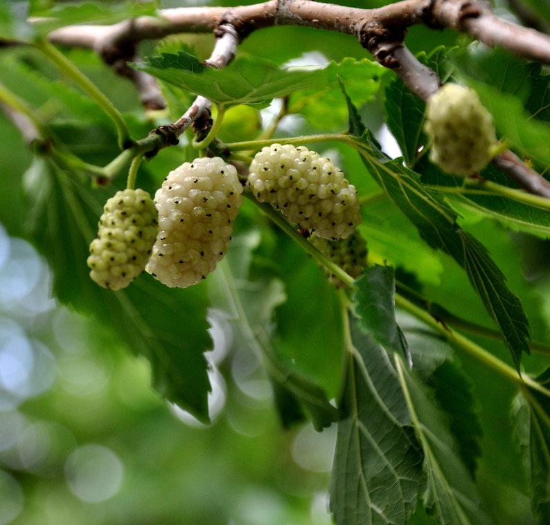 Morus alba White Mulberry 50 seeds A image 1