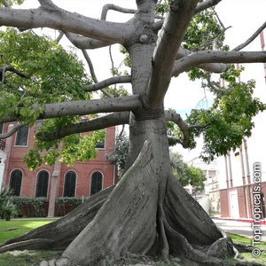 Ceiba pentandra kapok tree 50, 150, 500 seeds 2 image 5