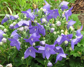 Platycodon grandiflorus Balloon Flowers  Florist Series 도라지 600 seeds 1P