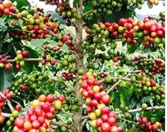 Coffea Arabica coffee 1,000 -2,000 seeds