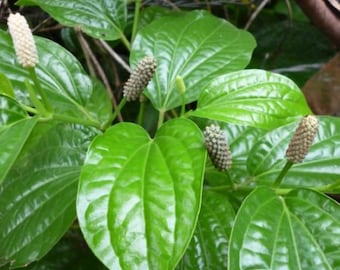 Piper longum Long pepper 200 - 500 seeds