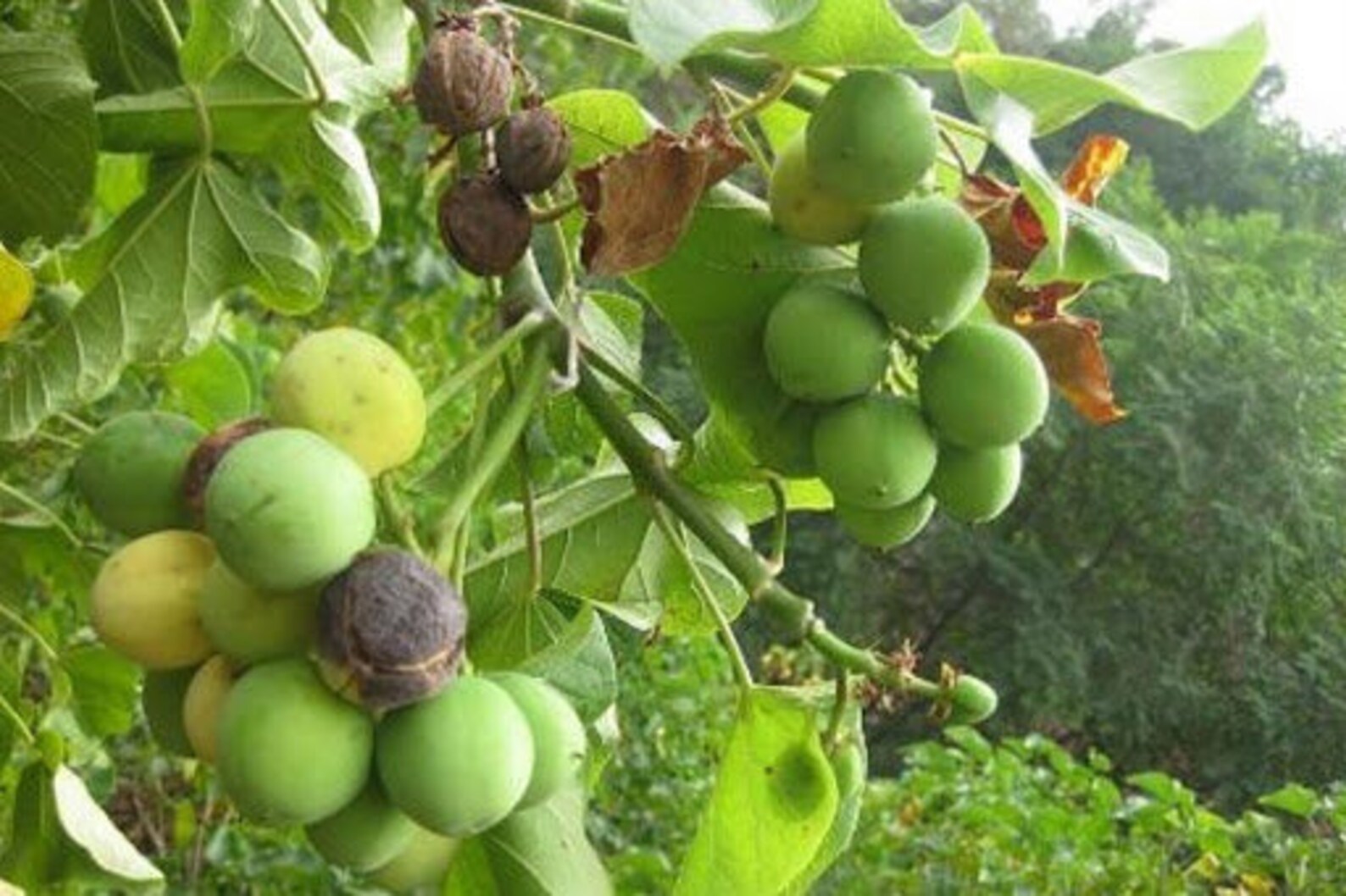 Jatropha curcas Barbados Nut 50 seeds Etsy