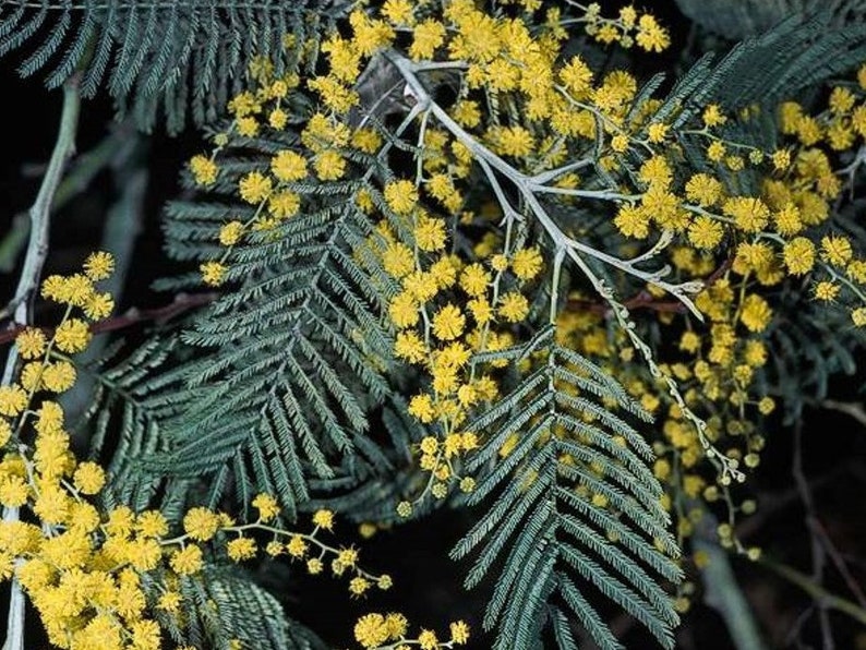 shop best sellers Acacia dealbata Silver Wattle seeds 1
