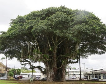 Ficus benghalensis Bengal Banyan fig 5,000 - 100,000 seeds