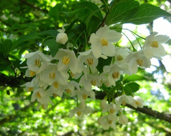 Styrax japonicus Japanese snowbell bulk seeds 때죽나무 1S